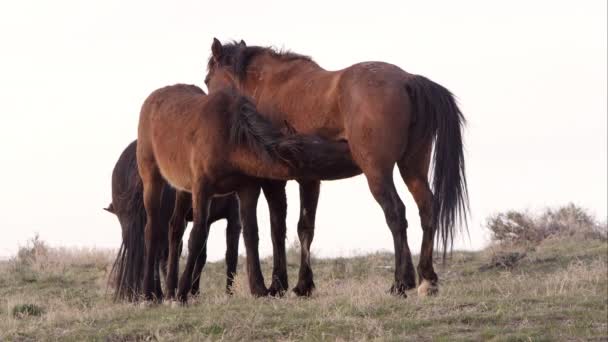 日出时年轻的野马在母亲身上护理 — 图库视频影像