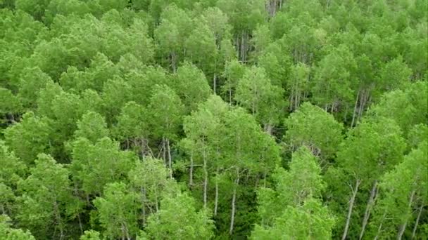 Aerial Panning View Aspen Trees Forest Utah Mountains — Stock Video
