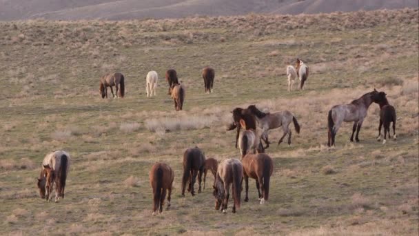 Veduta Cavalli Selvatici Pascolo Mentre Due Combattono Nella Mandria — Video Stock