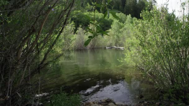 Водні Брижі Видно Через Верби Береговій Лінії Гірського Озера — стокове відео