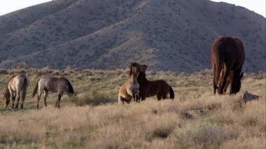 İki vahşi atlar görünümünü bir mücadele sona eren kafasına tekme gibi mücadele.