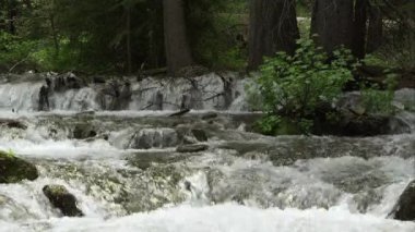 Utah orman yoluyla gösteren kayalar üzerinde akan dağ nehri.