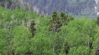 Utah Dağları'nda Aspen ve Çam ağacı nın panning görünümü.