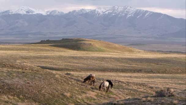 Вид Пустыню Юта Дикими Лошадьми Заснеженными Горами — стоковое видео