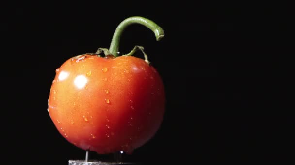 Mouvement Lent Tomate Étant Tiré Avec Pistolet Air — Video