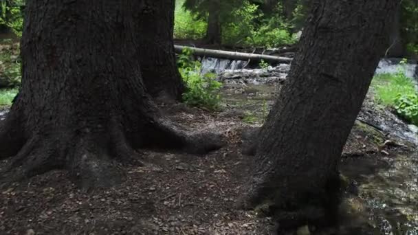 Vista Passeggiando Tra Gli Alberi Vicino Piccolo Torrente Una Foresta — Video Stock