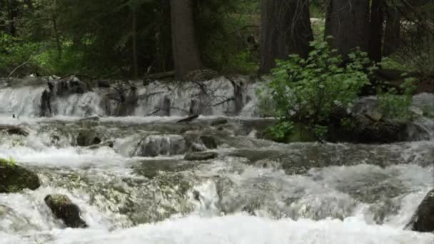 Gebirgsfluss Fließt Über Felsen Und Zeigt Durch Den Wald Utah — Stockvideo
