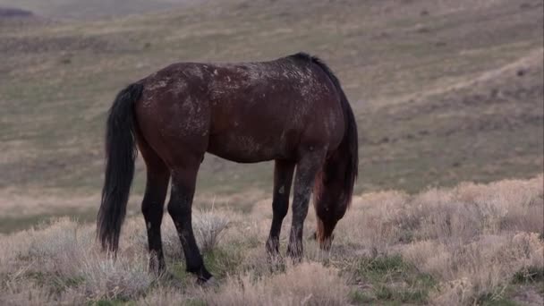 Άποψη Της Ενιαίας Άγριο Άλογο Που Βόσκει Βρώμικο Απόκρυψη — Αρχείο Βίντεο