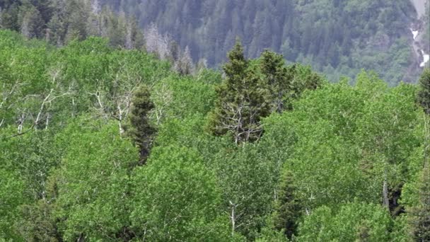 Panoramatový Pohled Vrcholky Stromů Aspen Borovice Utašových Horách — Stock video