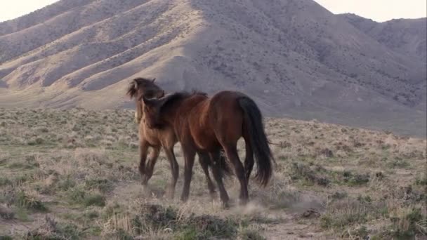 Dos Caballos Salvajes Jugando Cima Colina Desierto Utah — Vídeos de Stock