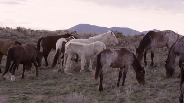 Vahşi Sürüsü Görünümünü Güneş Doğarken Utah Kaydırma — Stok video