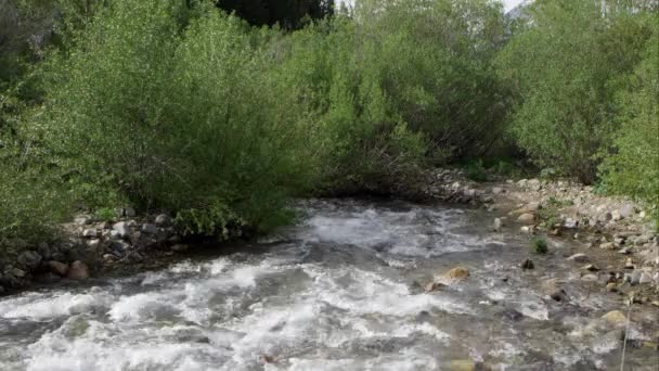 Rio Que Corre Jusante Desaparecendo Arbustos Antes Fluir Para Lago — Vídeo de Stock