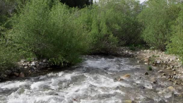 Rivier Stroomafwaarts Verdwijnt Struiken Voordat Stroomt Een Meer — Stockvideo