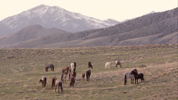 Vista Ampliada Caballos Salvajes Través Del Paisaje Con Colinas Onduladas — Vídeos de Stock