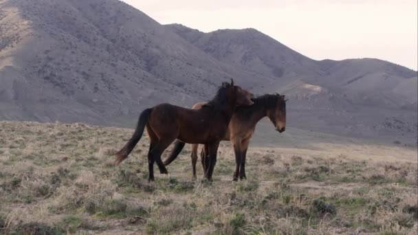 Dwa Dzikie Konie Grając Jako Jeden Próbuje Gryźć Innych Grzywa — Wideo stockowe