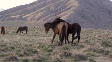 İki vahşi atlar her biri diğer ısırmaya çalışıyor oynamaya.