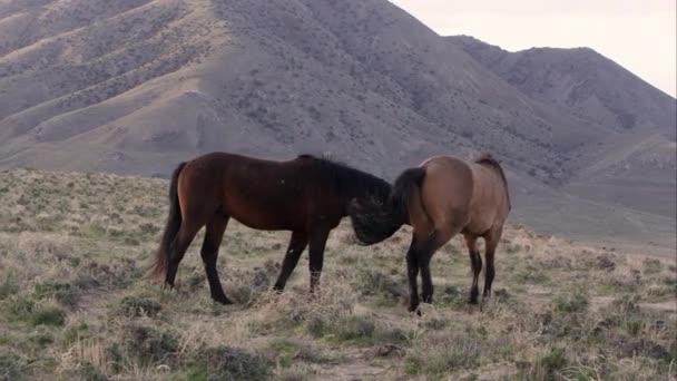 Vilde Heste Leger Toppen Bakken Utah – Stock-video