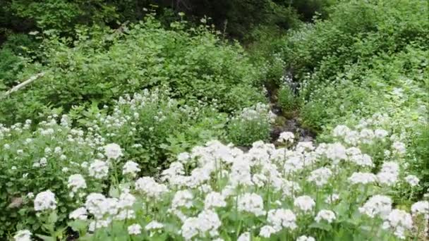 Latający Widok Zielone Rośliny Białymi Kwiatami Kierunku Małego Potoku Lesie — Wideo stockowe