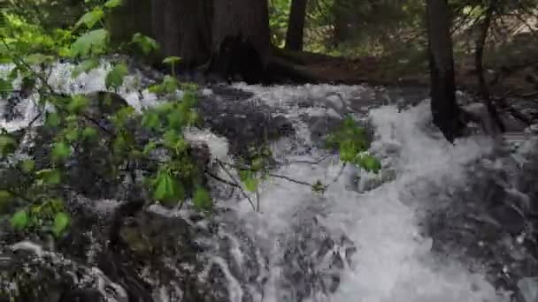 Panning Vedere Curgere Pârâului Prin Plante Frunze Verzi Suflând Vânt — Videoclip de stoc