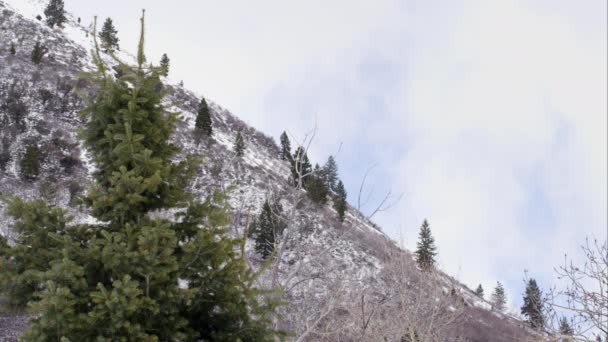 松の木と空に移動する雲として雪丘の中腹の景色 — ストック動画