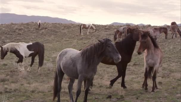 Twee Wilde Paarden Spelen Met Elkaar Onder Kudde Bitting Schoppen — Stockvideo