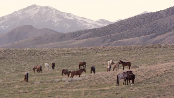 Vista Zoomata Cavalli Selvatici Attraverso Paesaggio Con Dolci Colline Sullo — Video Stock