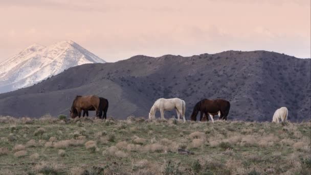 Widok Dzikich Koni Pasących Się Horyzoncie Wschodzie Słońca Wzgórza Tle — Wideo stockowe