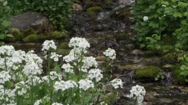 Arka planda su akar gibi yeşil bitkiler üzerinde beyaz çiçeklerstatik görünümü.