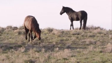 Vahşi at trots sürüsü ile onun baş çevresinde düşük tutulan.