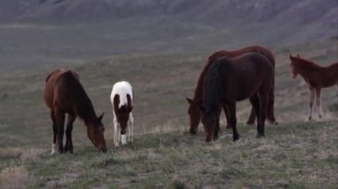 Sabahın erken saatlerinde Utah Batı Çölü otlatma vahşi at.