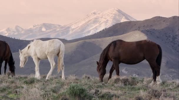 Caii Sălbatici Pășunând Vârful Dealului Răsărit Vedere Muntele Acoperit Zăpadă — Videoclip de stoc