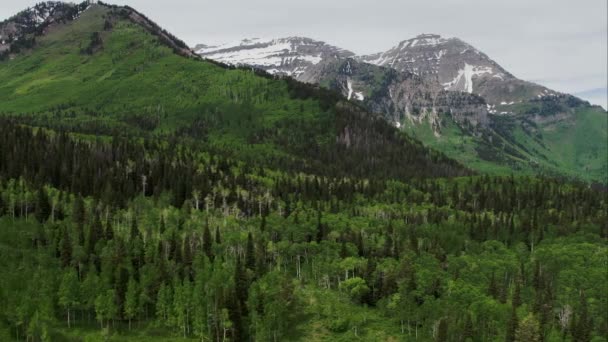 Vista Panorâmica Aérea Floresta Verde Topo Montanha American Fork Canyon — Vídeo de Stock