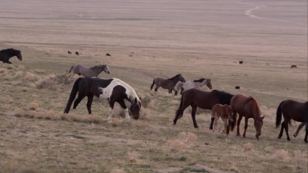 Vista Panorâmica Rebanho Cavalos Selvagens Caminhando Pela Paisagem — Vídeo de Stock