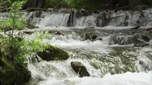 Río Montaña Que Fluye Través Ramas Hojas Verdes Utah — Vídeos de Stock