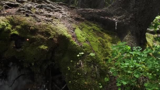 ユタ山脈のクリークの上の緑の苔むし銀行過去のパンビュー — ストック動画