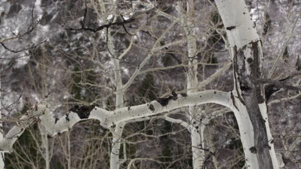 Widok Drzewo Apsen Zimą Dziwny Oddział — Wideo stockowe