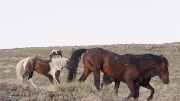 Grupo Caballos Salvajes Caminando Por Una Colina Utah — Vídeo de stock