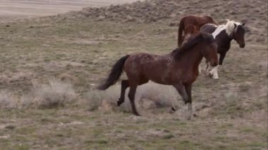 Vahşi at sürüsü yavaş yavaş çalışan görünümünü kaydırma.