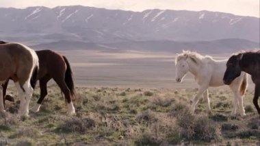 Vahşi atlar aşağıdaki vadiye bakan bir tepe yürüyüş sürüsü.