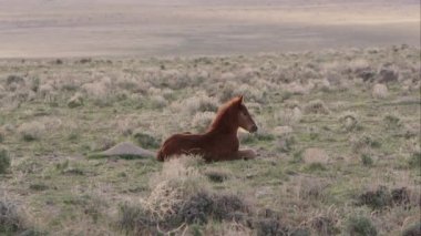 O zaman onun annesi için yürüyüş yukarı vahşi pony ayakta görünümünü.
