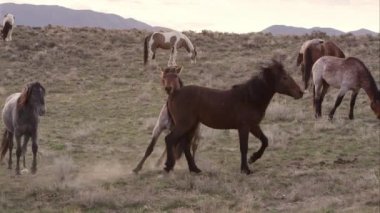 Yavaş hareket iki Vahşi atların oynama ve birbirlerine kesme.