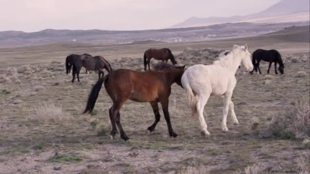 Chevaux Sauvages Bruns Blancs Jouant Les Uns Avec Les Autres — Video