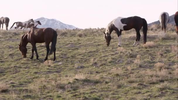 Chevaux sauvages broutant à l'horizon dans l'Utah 