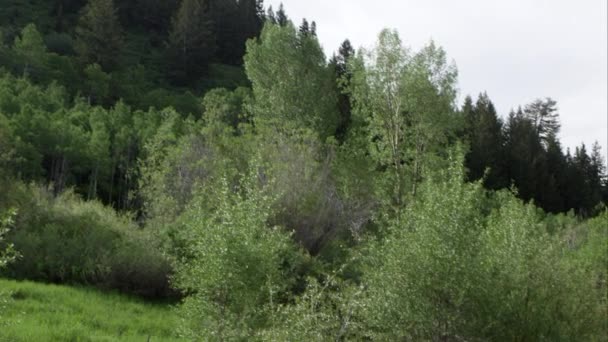 Utah Dağlarında Akan Bir Nehre Bir Ağaç Hattı Aşağı Panning — Stok video