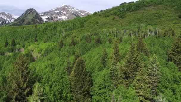 Utah Yeşil Orman Dağ Üst Havadan Kaydırma Görünümü — Stok video