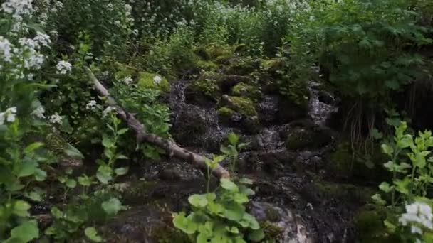 Seguindo Pequeno Fluxo Para Cima Através Das Plantas Verdes Nas — Vídeo de Stock