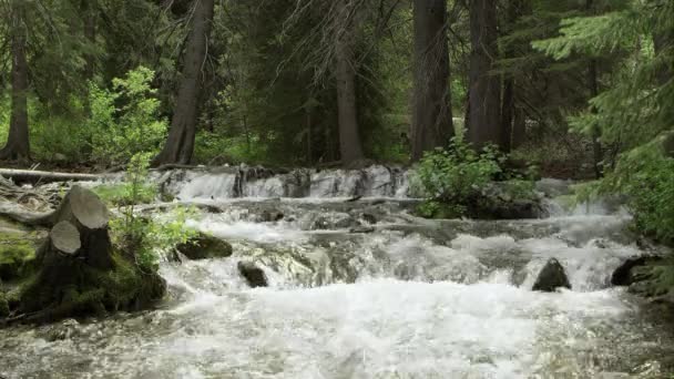Folyó Átáramlik Zöld Erdő Utah Hegység — Stock videók