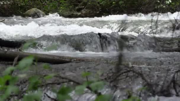 Blick Auf Den Flussabwärts Fließenden Fluss Durch Äste Den Uta — Stockvideo