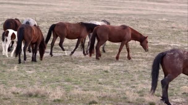 Panning Weergave Van Wild Paard Kudde Wandelen Begrazing Het Landschap — Stockvideo