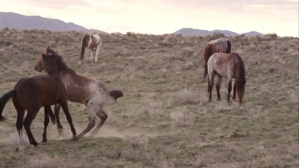 Två Vilda Hästar Som Leker Med Varandra Bland Besättningen — Stockvideo